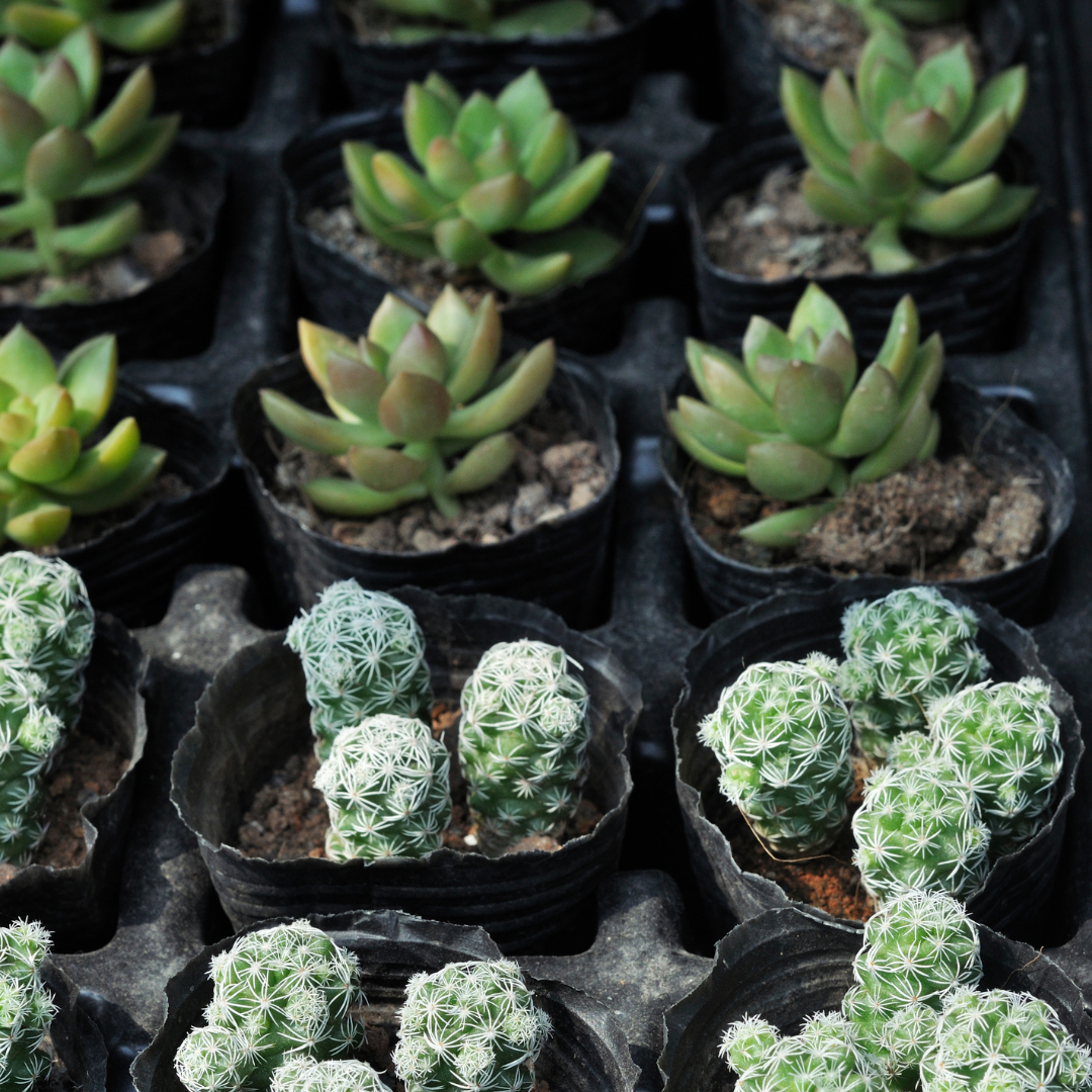 30 Assorted 1.5 Inch Colourful Assorted Succulents - Event Favors