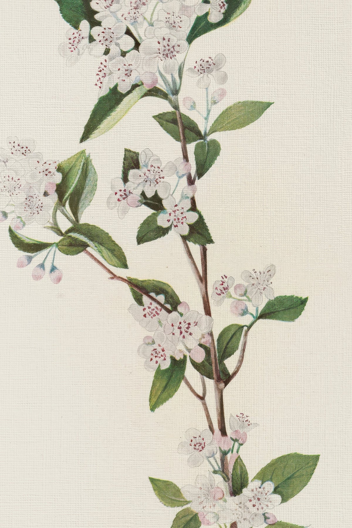 BRANCHE D'ÉPOQUE, CADRE VINTAGE ARGENT