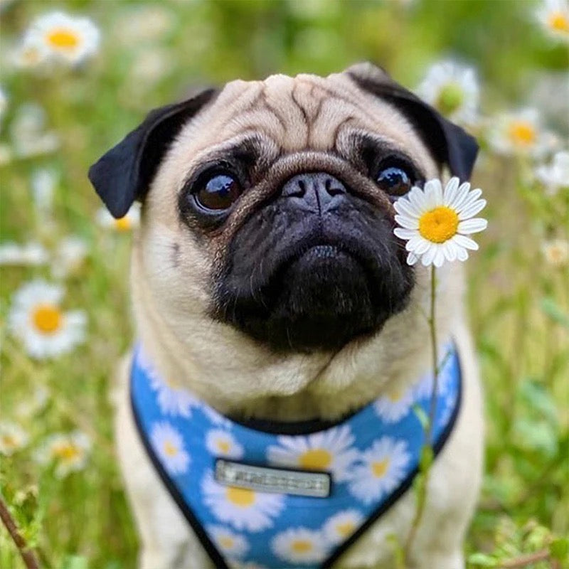 Daisy Harness & Leash Set