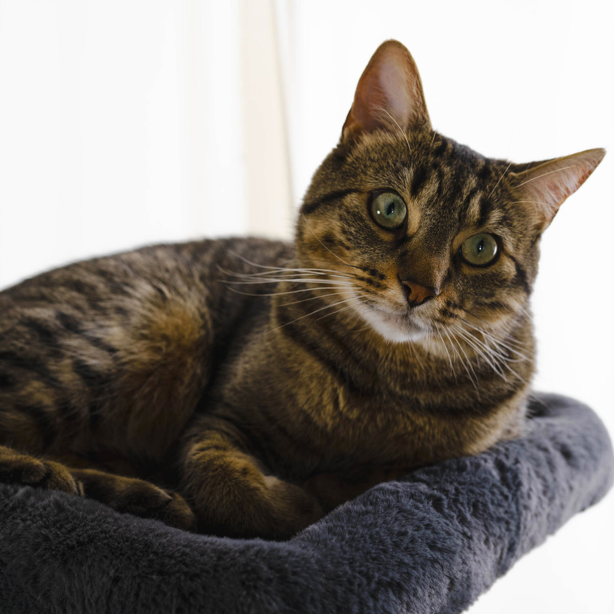 Hut Hideout - Deluxe 3-Level Cat Tree