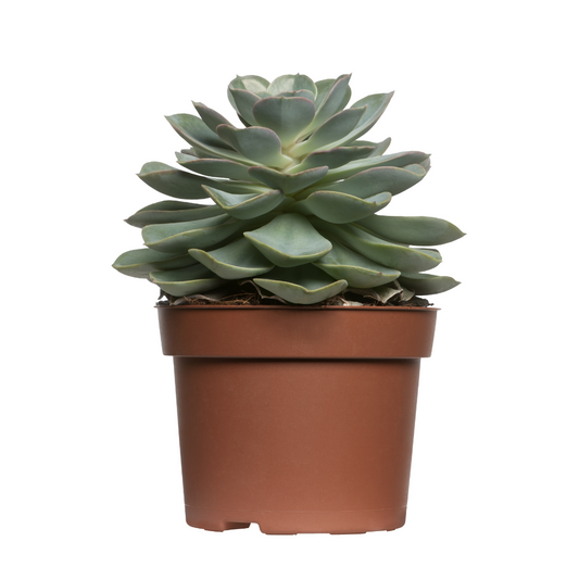 30 Assorted 1.5 Inch Colourful Assorted Succulents - Event Favors