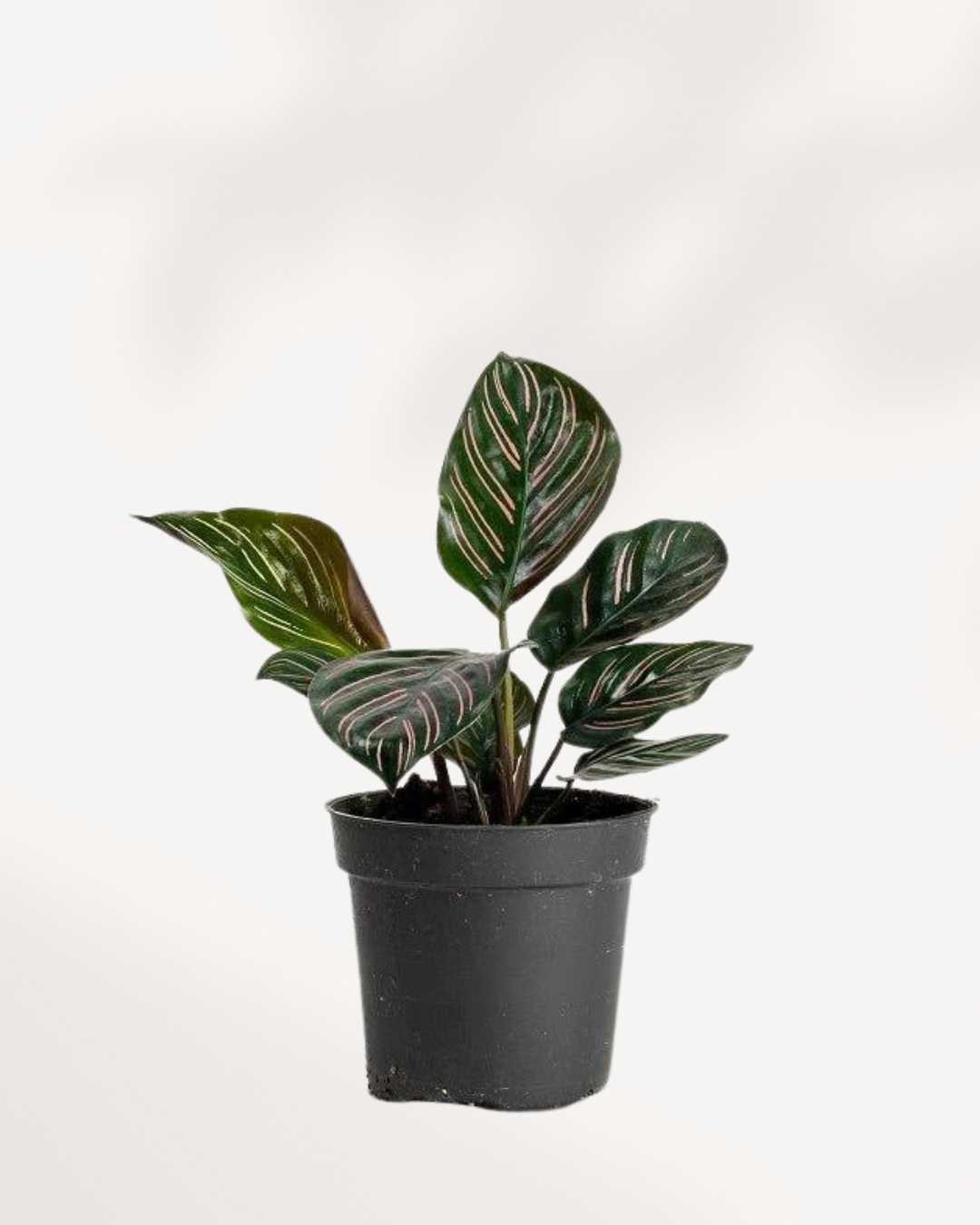 Calathea Ornata Pinstripe