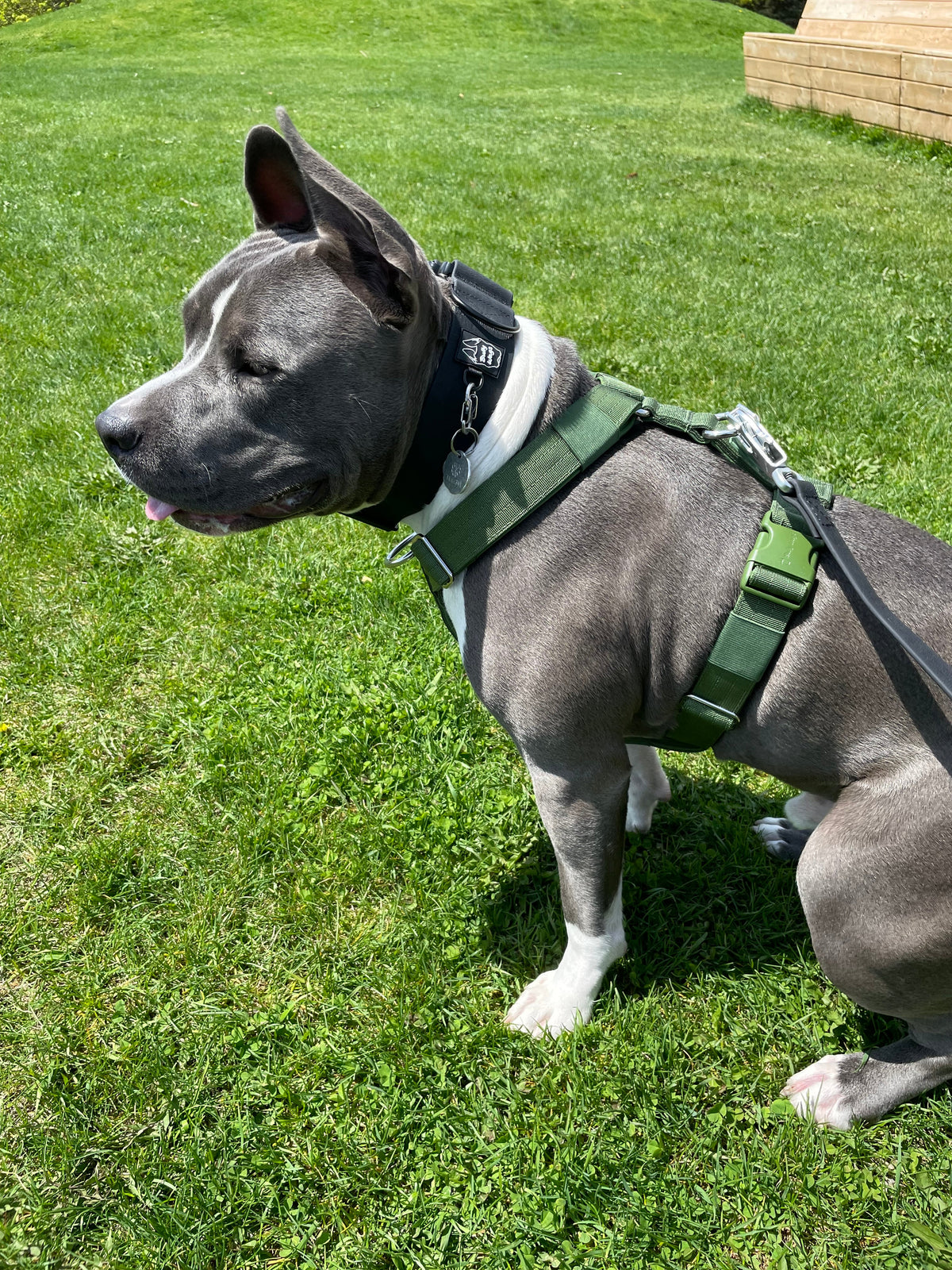 Y Strap Adventure Harness - Cactus Green