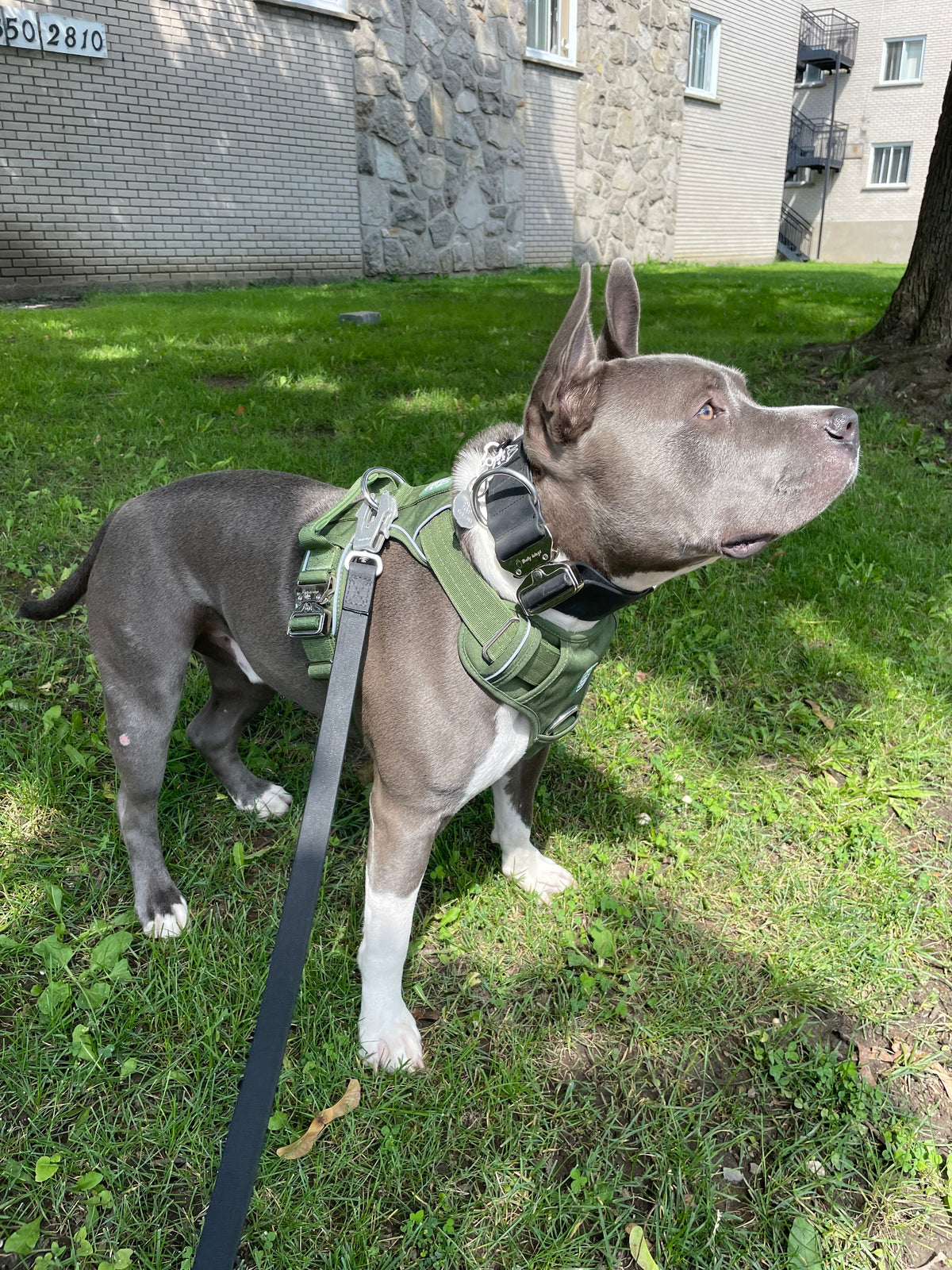 Heavy-Duty Everyday Harness - Cactus Green