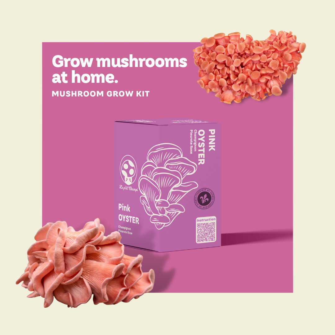 Pink Oyster Mushroom Kit
