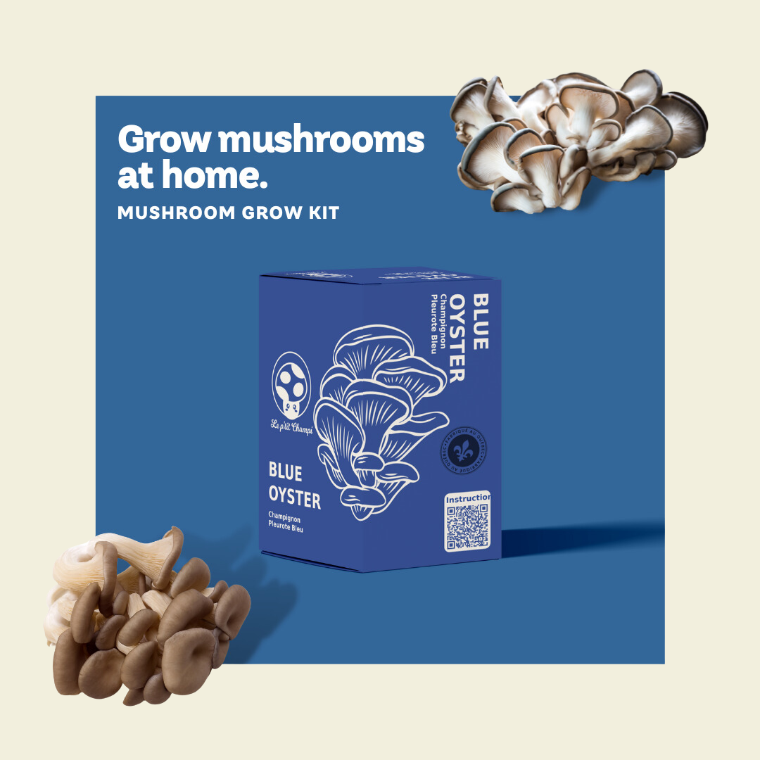 Blue Oyster Mushroom Kit