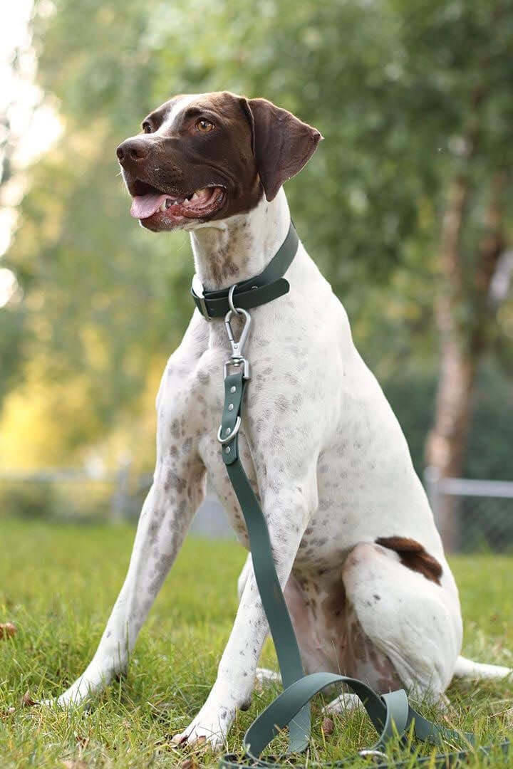 Waterproof Dog Collar