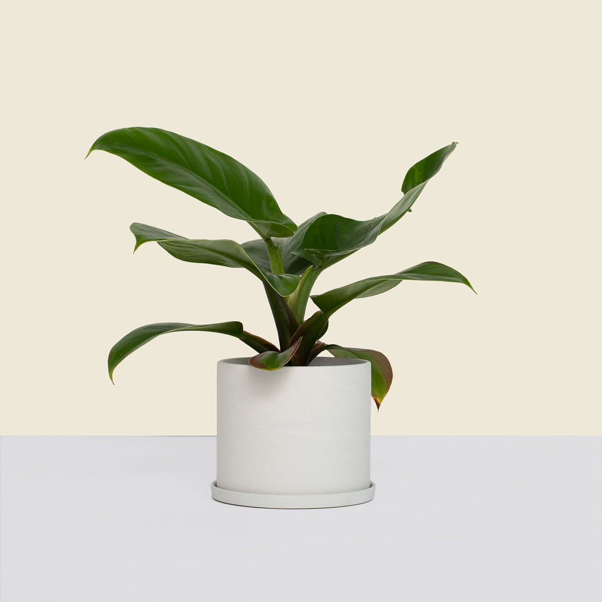 Small Stone Pot with Saucer
