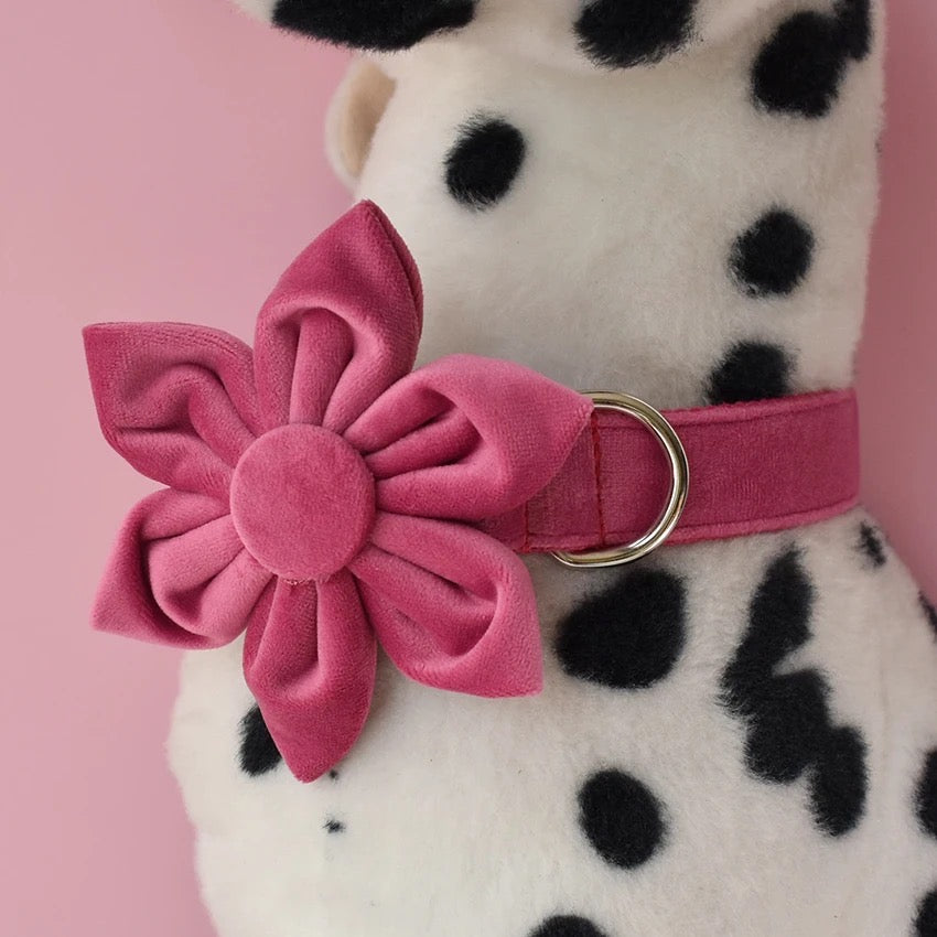 Baby Boo Engraved Dog Collar and Leash Set | Personalized Walking Accessories