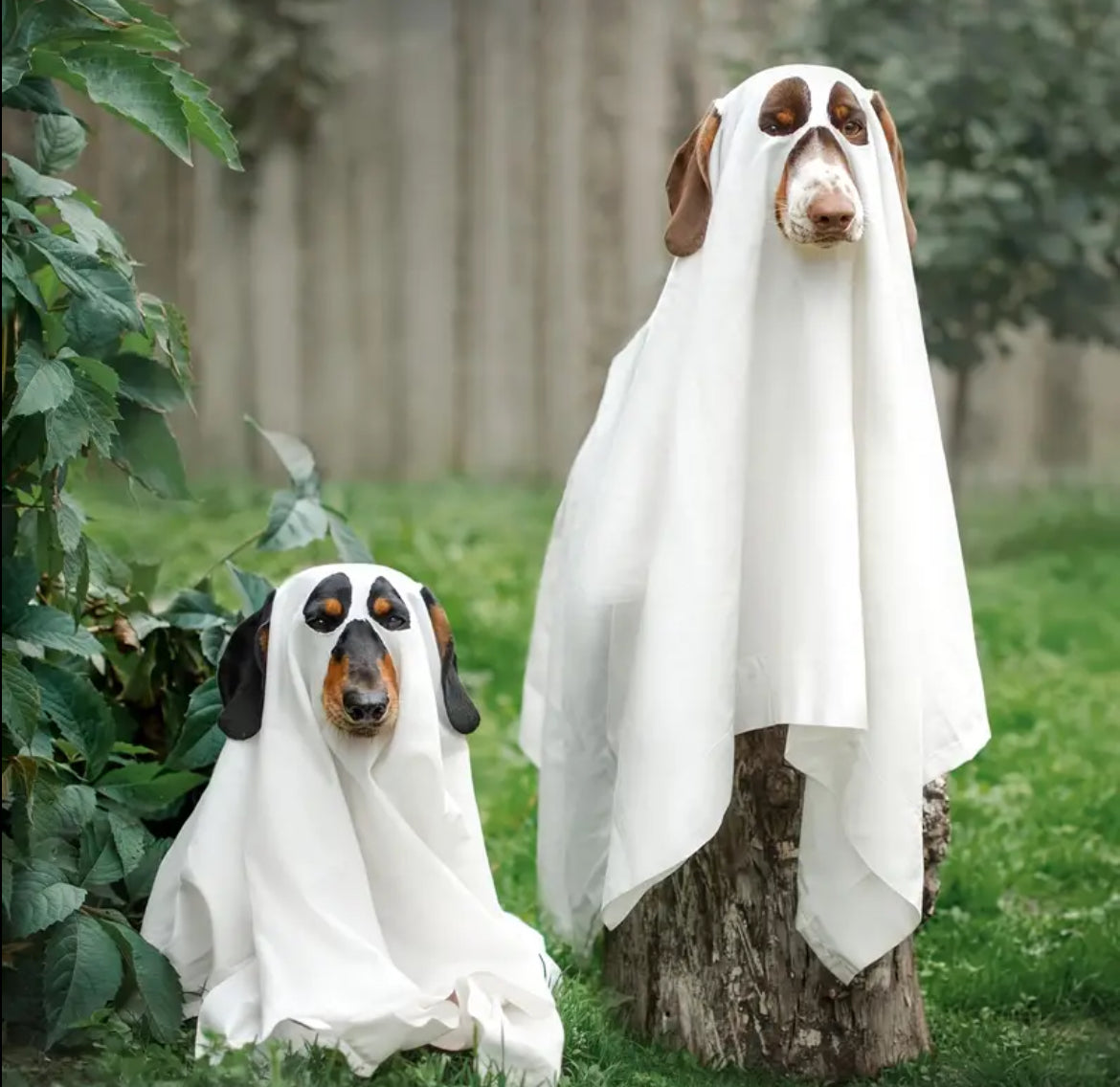 Ghost Dog Costume | Halloween Dog Costume
