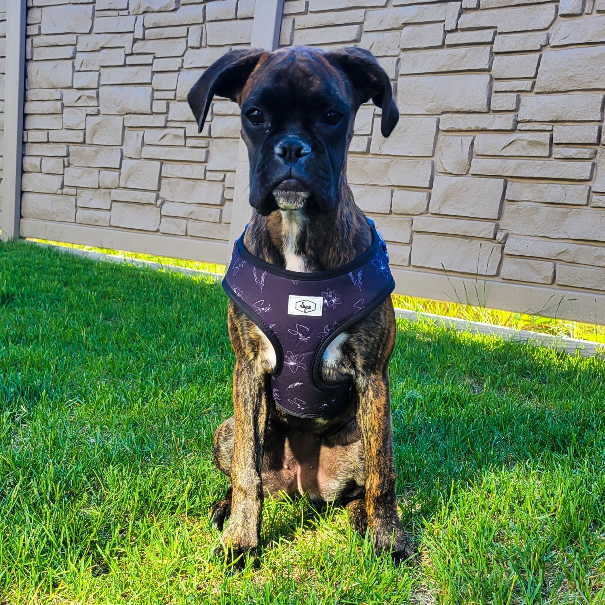 Adjustable Dog Harness | Saskatchewan Dog Harness