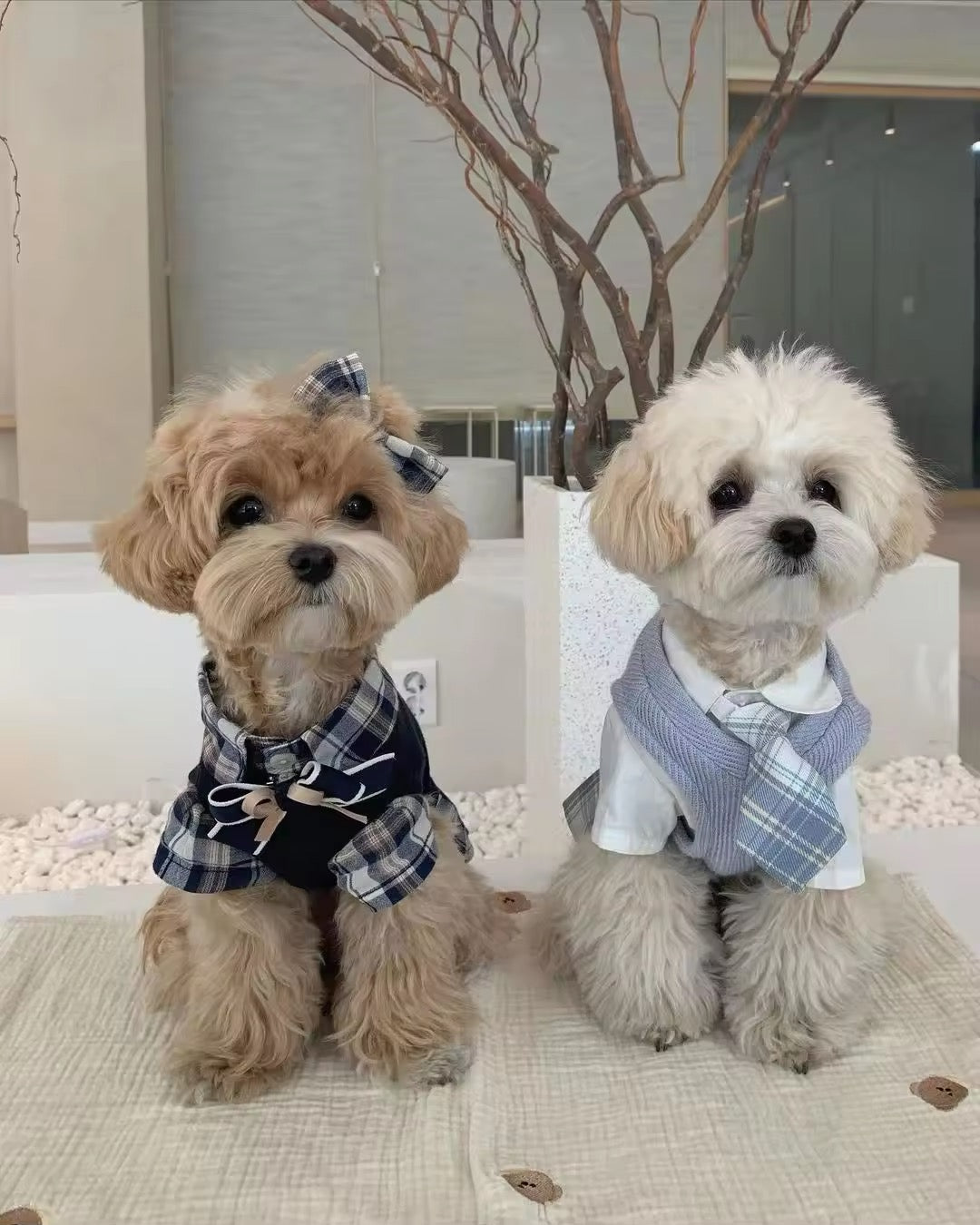 Fiona Set – Luxury Plaid Outfit Set for Dogs