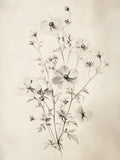 Esquisse Florale 2, CADRE VINTAGE