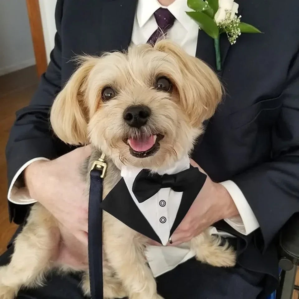 Best Man Collar