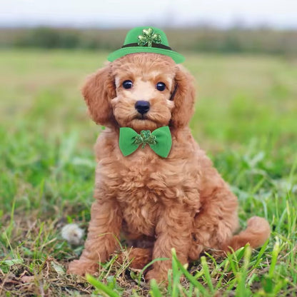 Saint Patrick’s Day Set – Festive Luxury Dog Accessory Set