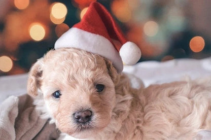 Classic Santa Dog Hat | Holiday Pet Hat Accessory