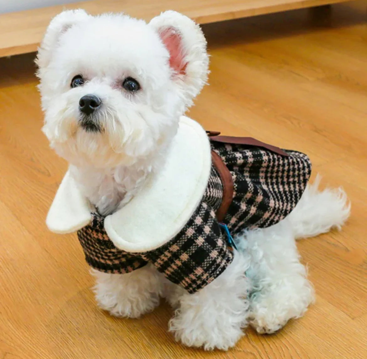 Carol Dog Dress | Dog Dress for Special Occasions