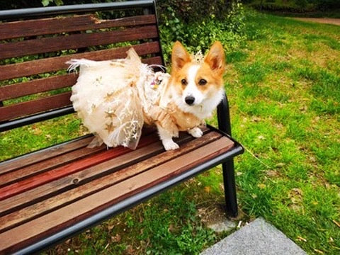 Fall Floral Dog Dress | Elegant Seasonal Dog Outfit