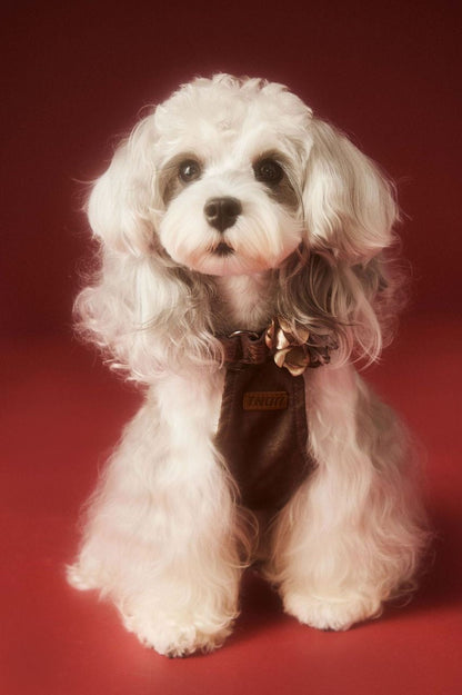 Donna Dog Dress | Dog Dress for Special Occasions