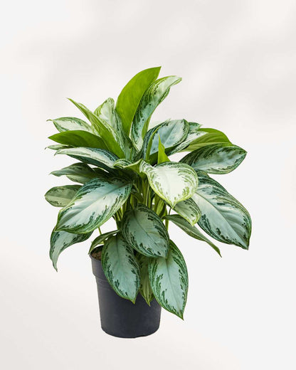 Chinese Evergreen Silver Bay