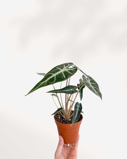 Alocasia Bambino – A Compact Beauty with Bold Leaves