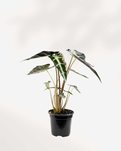 Alocasia Bambino – A Compact Beauty with Bold Leaves