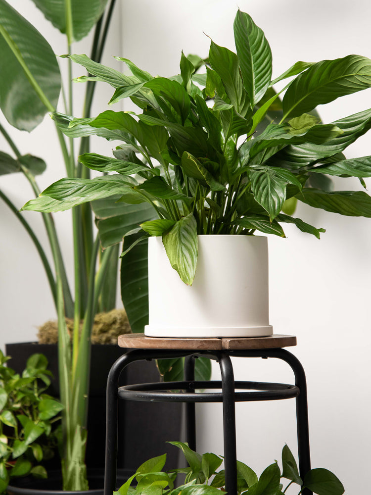 Medium White Pot with Saucer