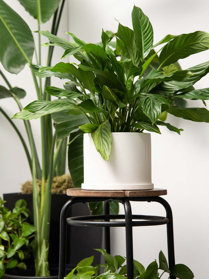 Medium White Pot with Saucer