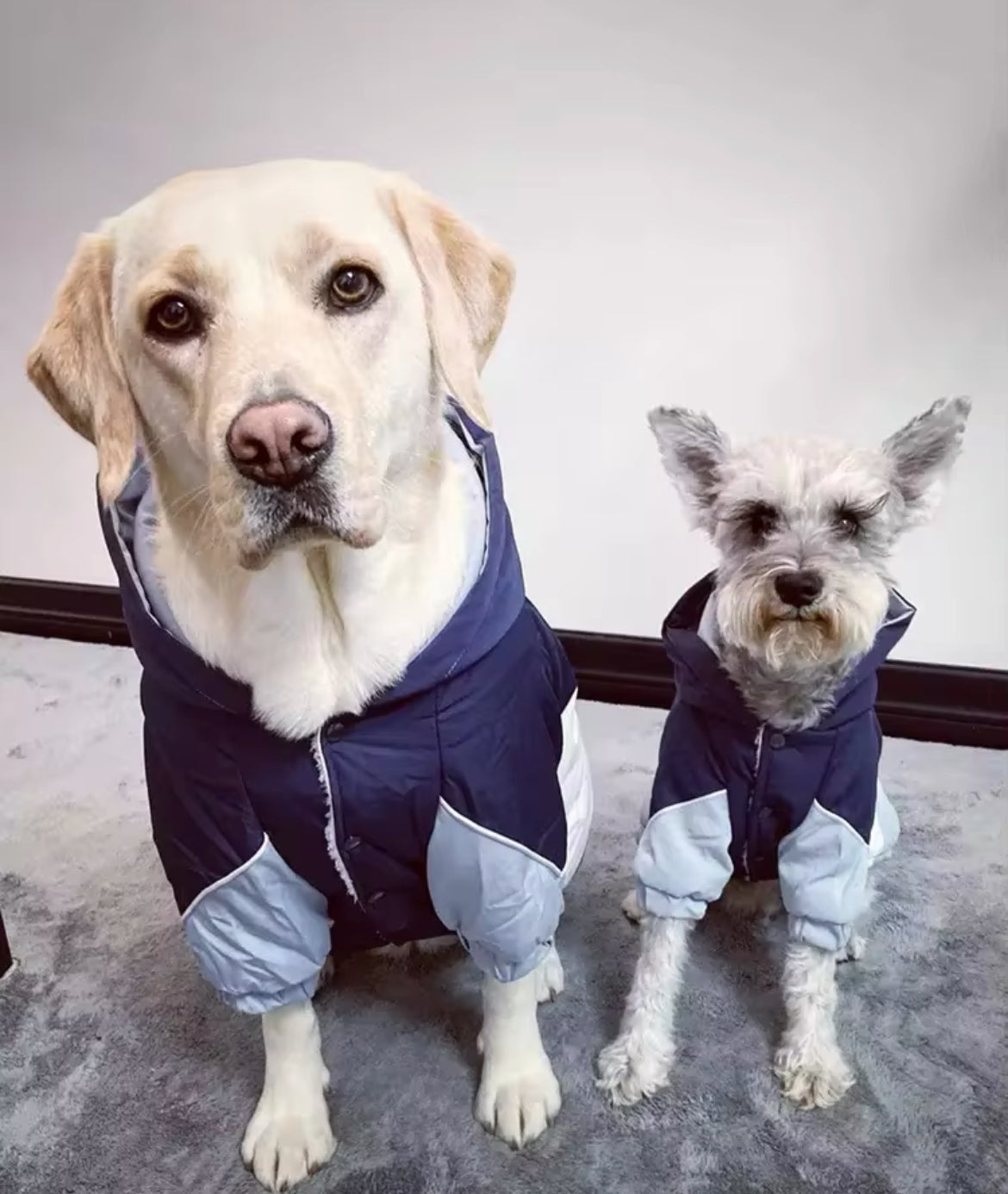 Reflective Dog Rain Jacket | Waterproof Dog Jacket