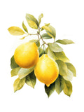 Lemon Coast Bundle-2
