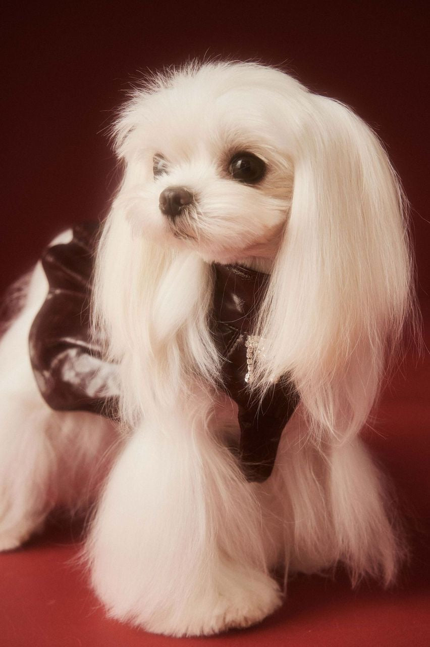 Donna Dog Dress | Dog Dress for Special Occasions