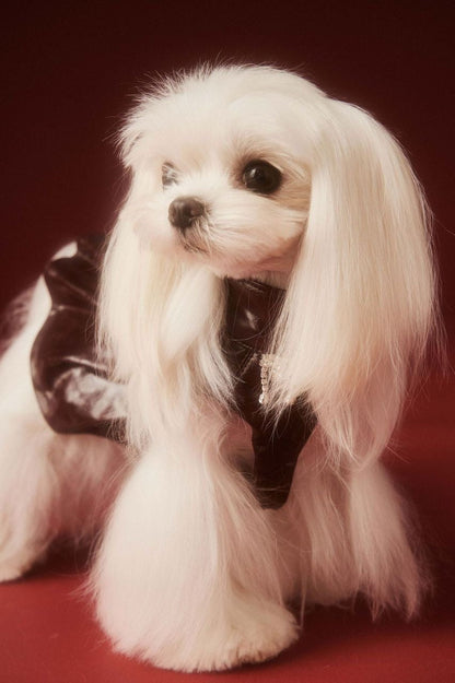Donna Dog Dress | Dog Dress for Special Occasions