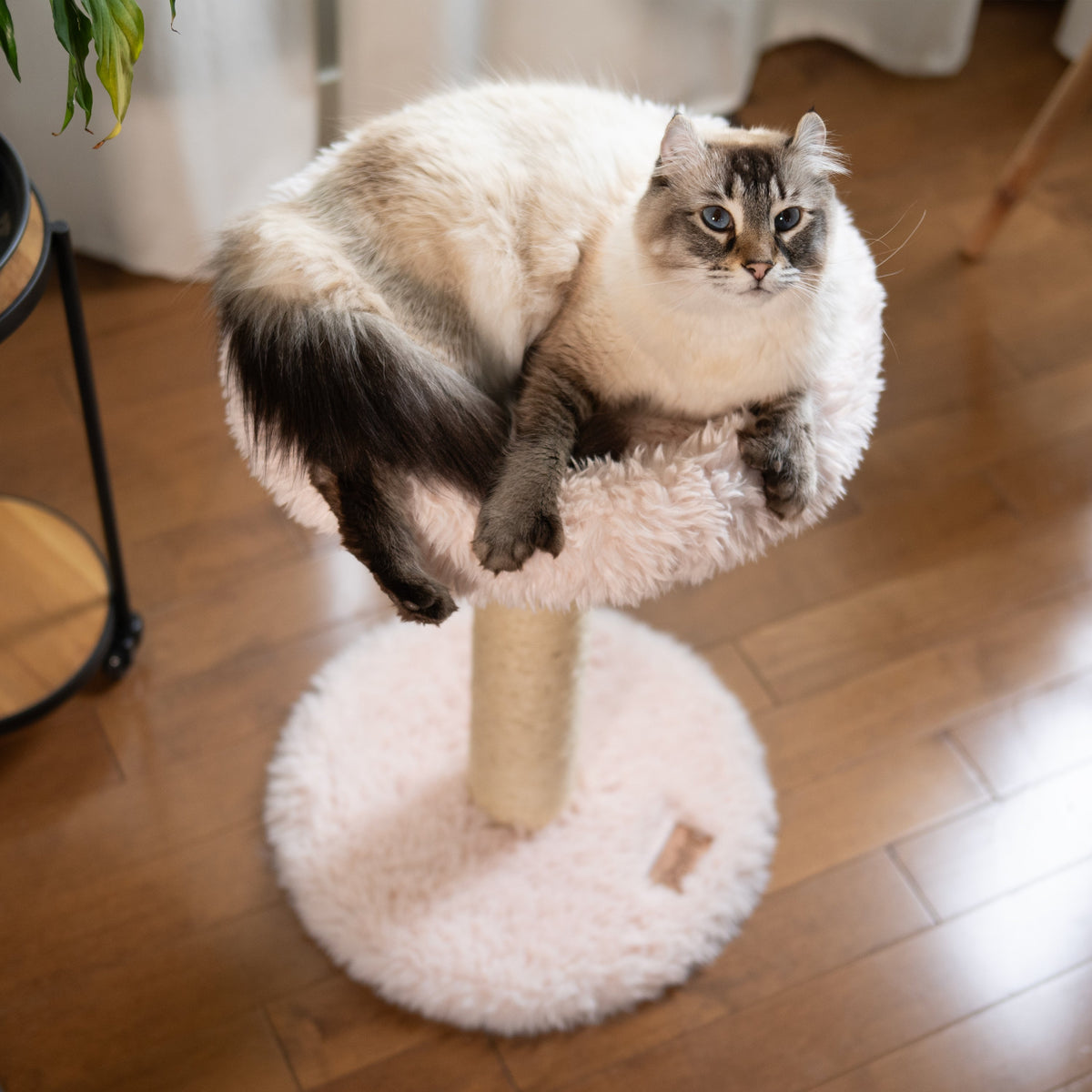 The Blush Perch – 1-Level Cat Tree