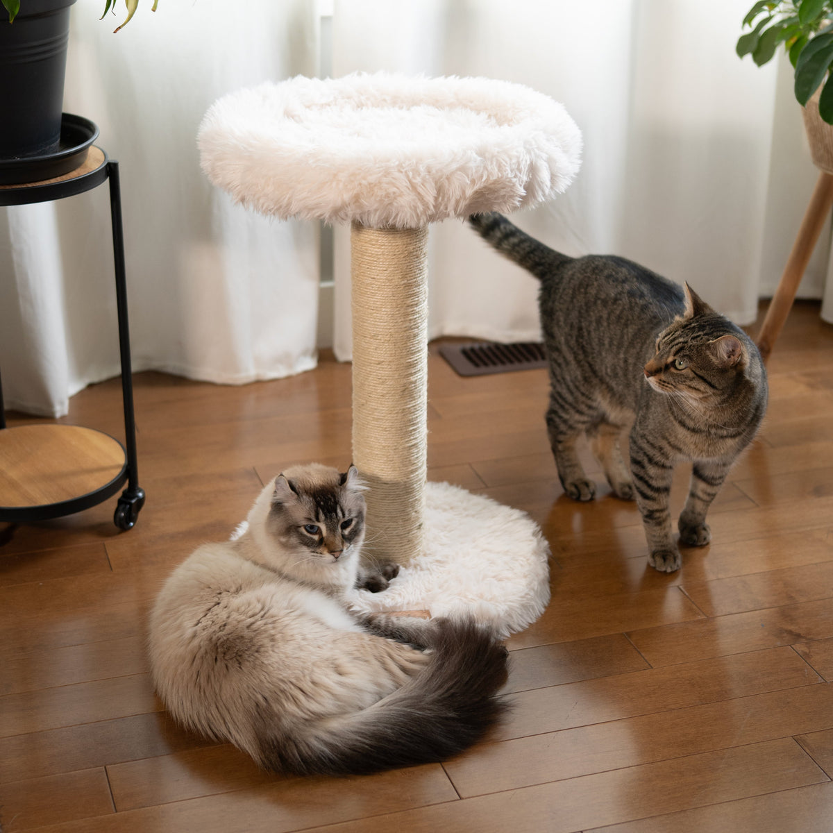 The Blush Perch – 1-Level Cat Tree