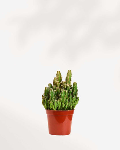 Cactus Mystery Box