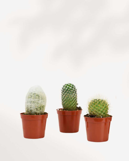 Cactus Mystery Box
