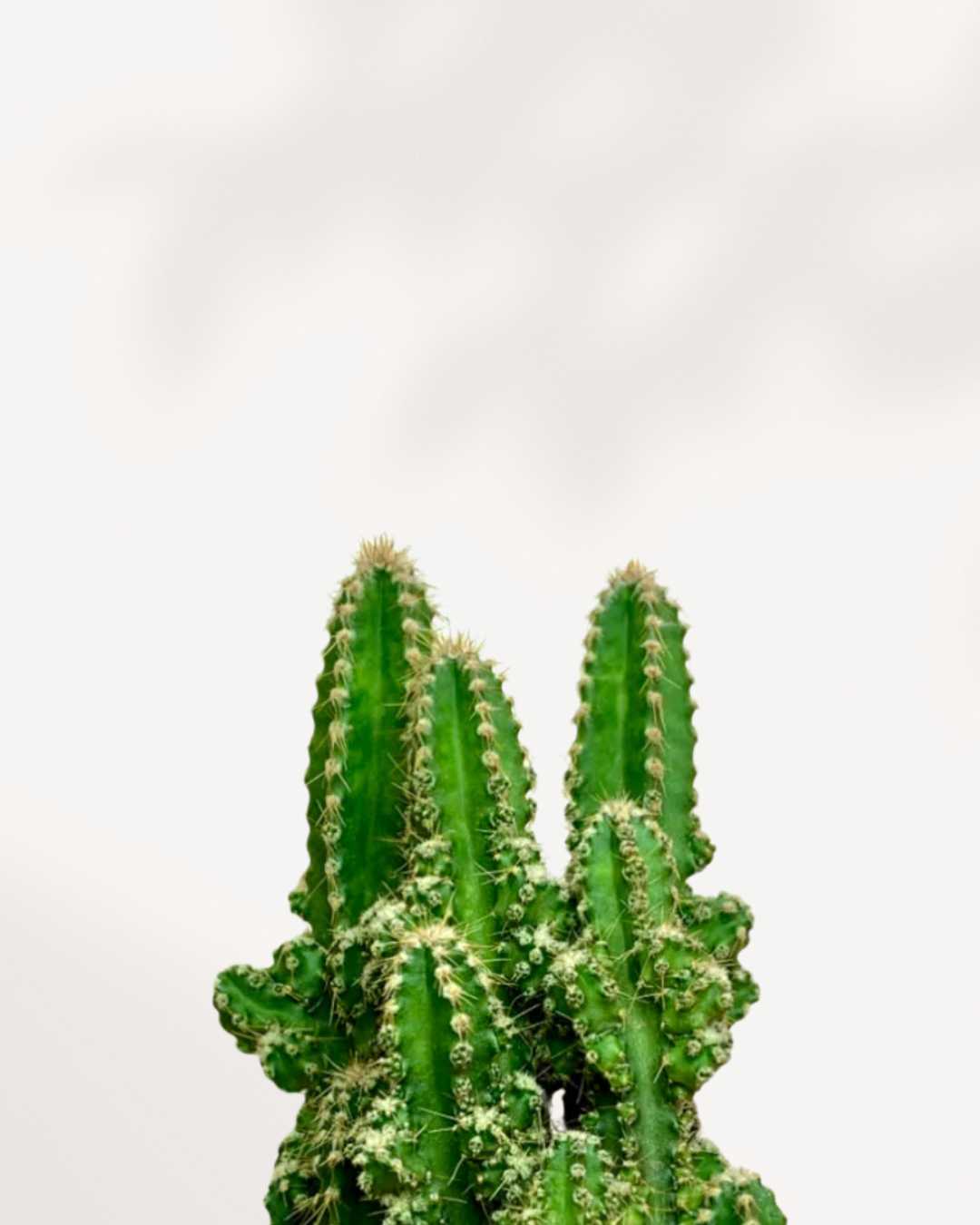 Cactus Cereus Fairy Castle