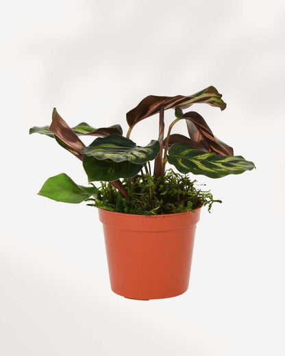 Calathea Makoyana Peacock