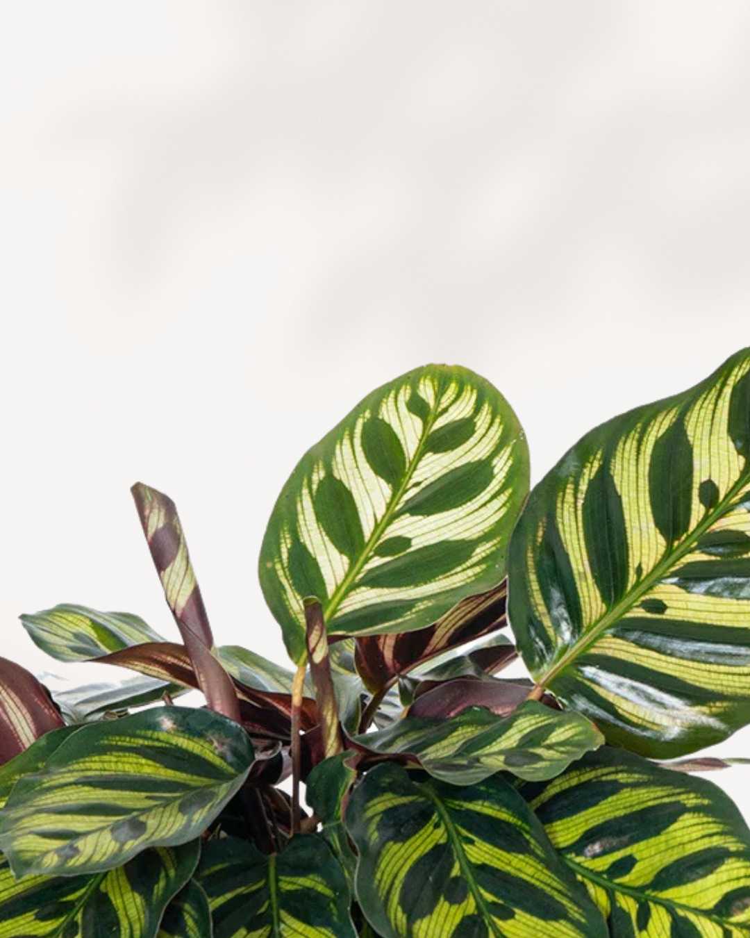 Calathea Makoyana Peacock