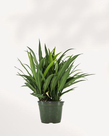 Chinese Evergreen Cutlass