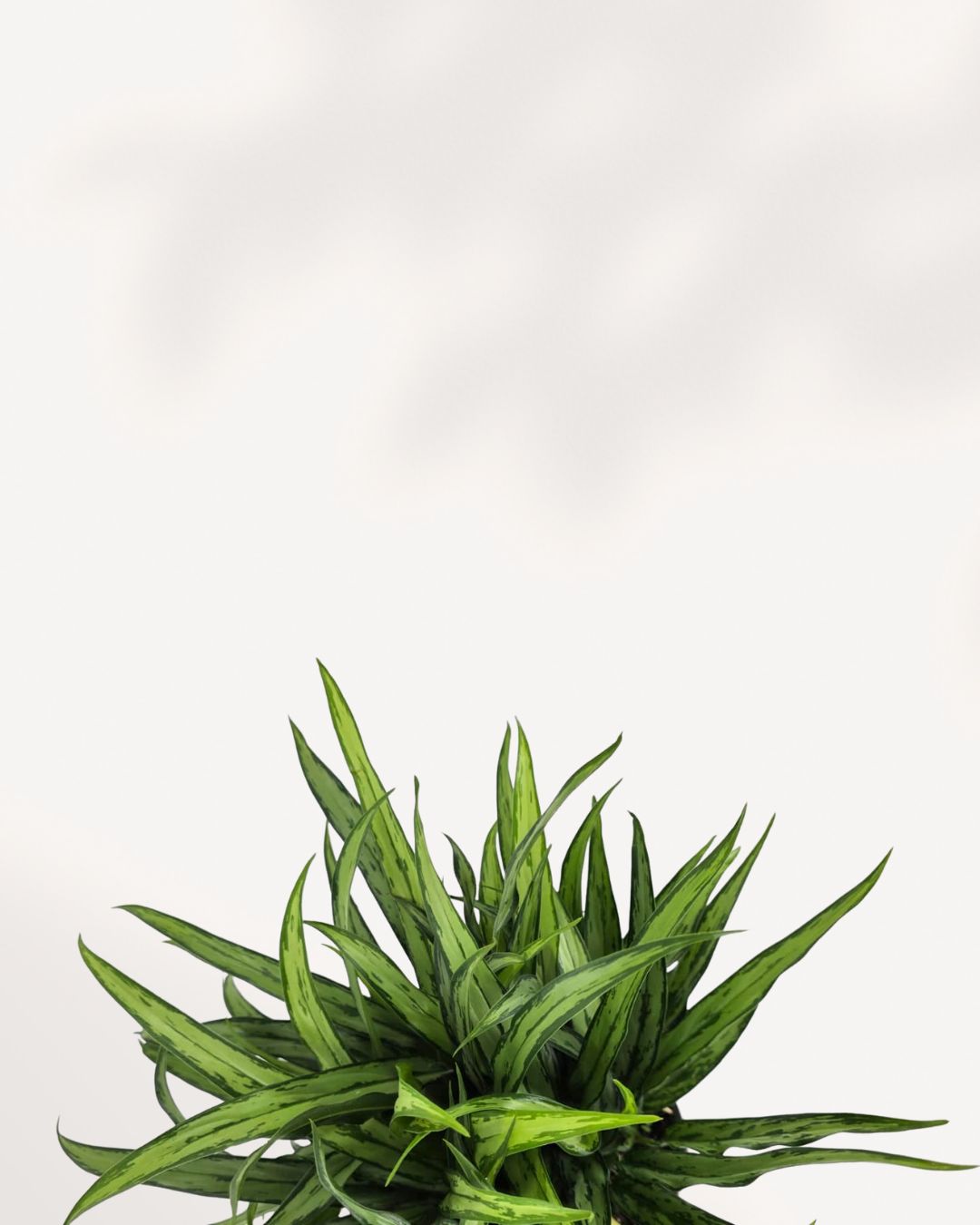 Chinese Evergreen Cutlass