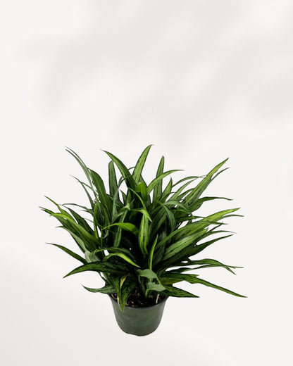 Chinese Evergreen Cutlass