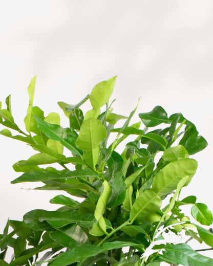 Citrus Kaffir Lime Tree
