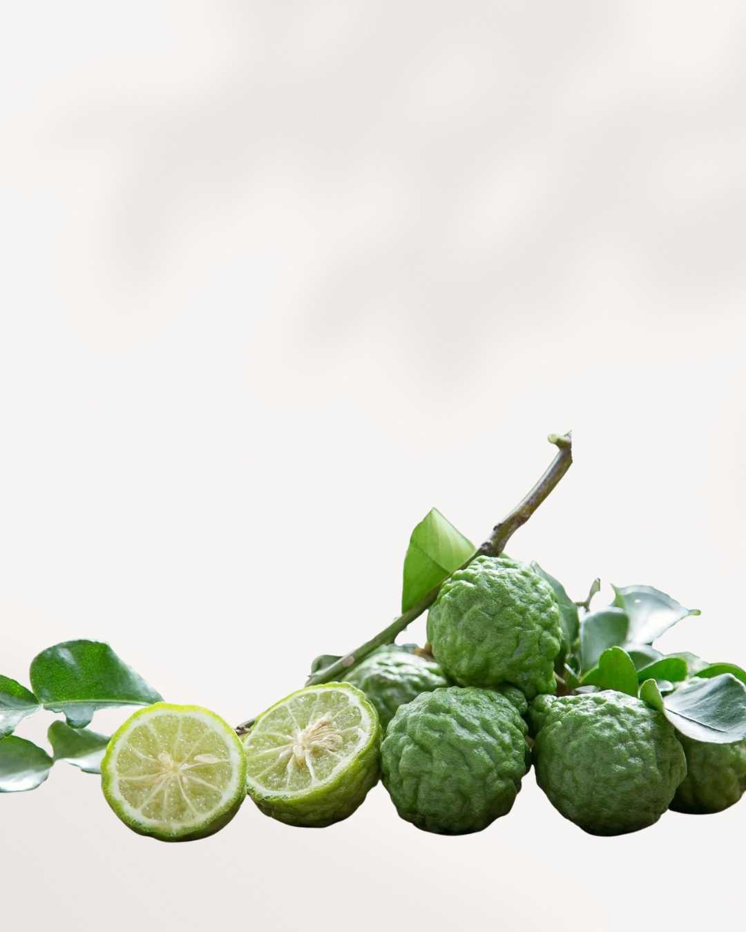 Citrus Kaffir Lime Tree