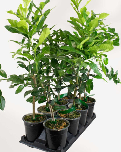Citrus Kaffir Lime Tree