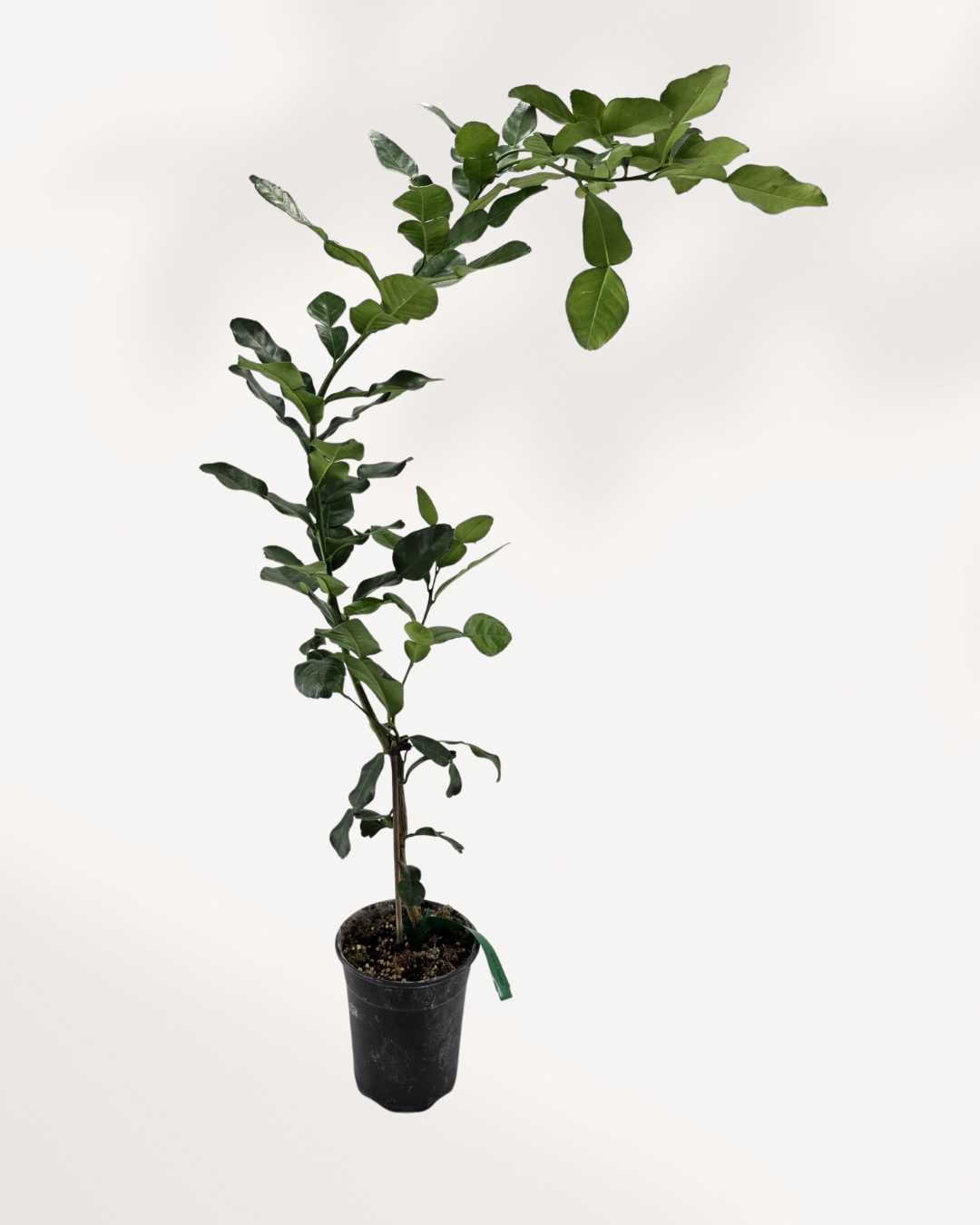Citrus Kaffir Lime Tree