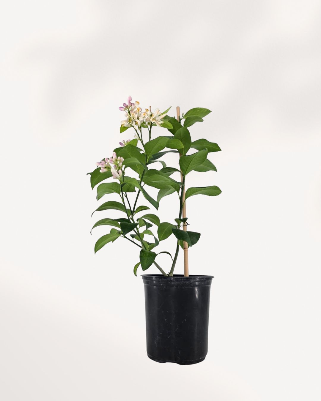 Citrus Meyer Lemon