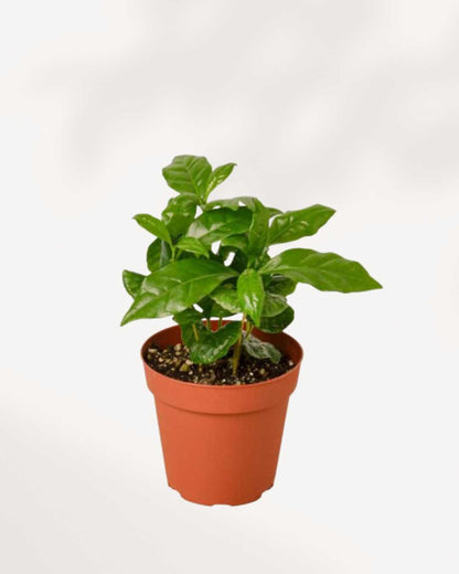 Coffee Plant