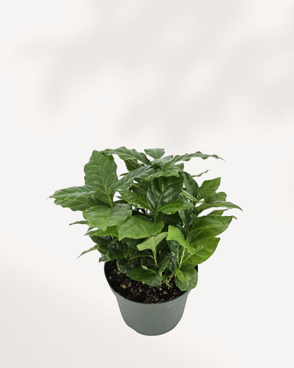 Coffee Plant