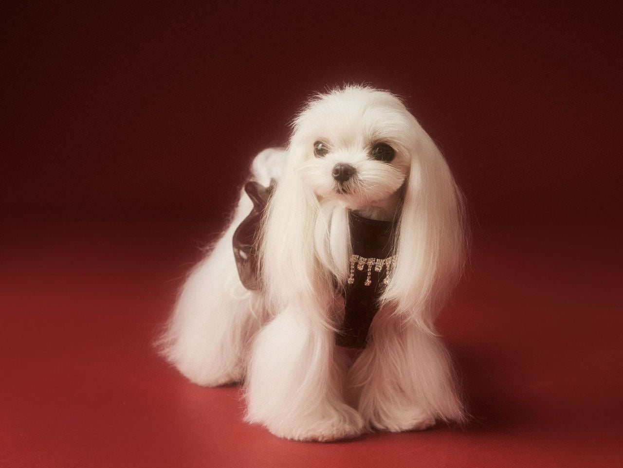 Donna Dog Dress | Dog Dress for Special Occasions